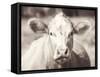 Pasture Cow Neutral-Debra Van Swearingen-Framed Stretched Canvas