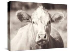 Pasture Cow Neutral-Debra Van Swearingen-Stretched Canvas