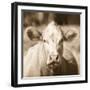 Pasture Cow Sepia Sq-Debra Van Swearingen-Framed Photographic Print