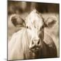 Pasture Cow Sepia Sq-Debra Van Swearingen-Mounted Photographic Print