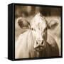 Pasture Cow Sepia Sq-Debra Van Swearingen-Framed Stretched Canvas