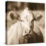 Pasture Cow Sepia Sq-Debra Van Swearingen-Stretched Canvas