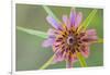 Pasture goatsbeard flower, Cyprus-Edwin Giesbers-Framed Photographic Print