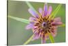 Pasture goatsbeard flower, Cyprus-Edwin Giesbers-Stretched Canvas