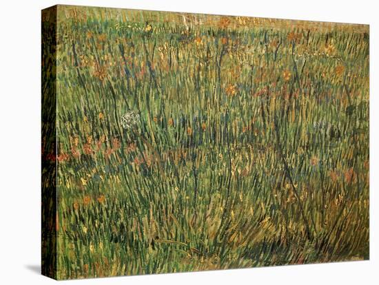 Pasture in Bloom, 1887-Vincent van Gogh-Stretched Canvas