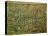 Pasture in Bloom, 1887-Vincent van Gogh-Stretched Canvas