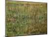 Pasture in Bloom, 1887-Vincent van Gogh-Mounted Giclee Print