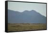 Pasture Land-DLILLC-Framed Stretched Canvas