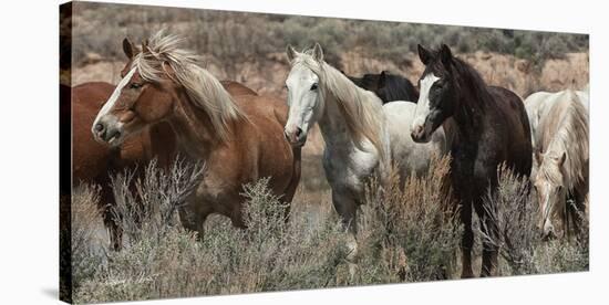 Pasture Pals (color)-Barry Hart-Stretched Canvas