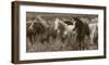 Pasture Pals-Barry Hart-Framed Giclee Print