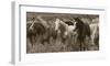 Pasture Pals-Barry Hart-Framed Giclee Print