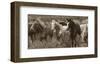 Pasture Pals-Barry Hart-Framed Art Print