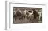 Pasture Pals-Barry Hart-Framed Art Print