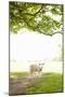 Pasture Sheep III-Karyn Millet-Mounted Photographic Print