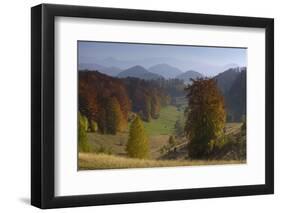 Pastures and Forest Covered Hills, Piatra Craiului Np, Southern Carpathian Mountains, Romania-Dörr-Framed Photographic Print