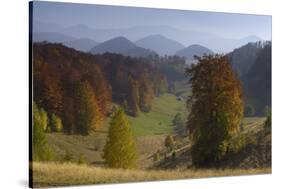 Pastures and Forest Covered Hills, Piatra Craiului Np, Southern Carpathian Mountains, Romania-Dörr-Stretched Canvas