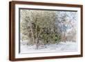 Brown Frame