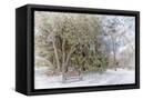 Canvas Black