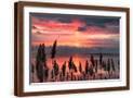 Brown Frame