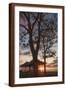 Brown Frame