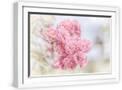 White Frame