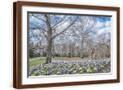 Brown Frame