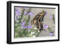 Black Frame