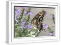White Frame