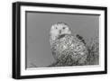 Black Frame