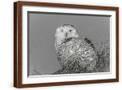 Brown Frame
