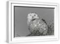 White Frame