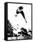 Pat McCormick, First to Win Back-To-Back Olympic Gold Medals in Platform and Springboard Diving-null-Framed Stretched Canvas