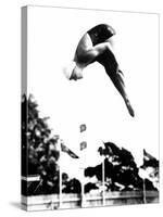 Pat McCormick, First to Win Back-To-Back Olympic Gold Medals in Platform and Springboard Diving-null-Stretched Canvas