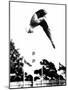 Pat McCormick, First to Win Back-To-Back Olympic Gold Medals in Platform and Springboard Diving-null-Mounted Photo