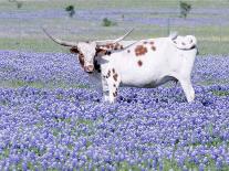 Longhorn Grazing on Bluebonnets, Midlothian, Texas-Pat Sullivan-Stretched Canvas