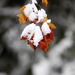 October Snow-Pat Wellenbach-Photographic Print