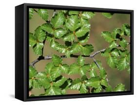 Patagonia, Los Glaciares National Park, Southern Beech Leaves, Argentina-John Warburton-lee-Framed Stretched Canvas