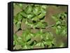 Patagonia, Los Glaciares National Park, Southern Beech Leaves, Argentina-John Warburton-lee-Framed Stretched Canvas