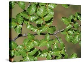 Patagonia, Los Glaciares National Park, Southern Beech Leaves, Argentina-John Warburton-lee-Stretched Canvas