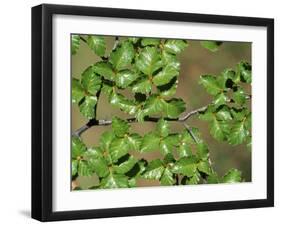 Patagonia, Los Glaciares National Park, Southern Beech Leaves, Argentina-John Warburton-lee-Framed Photographic Print