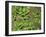 Patagonia, Los Glaciares National Park, Southern Beech Leaves, Argentina-John Warburton-lee-Framed Photographic Print