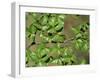 Patagonia, Los Glaciares National Park, Southern Beech Leaves, Argentina-John Warburton-lee-Framed Photographic Print