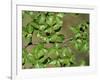 Patagonia, Los Glaciares National Park, Southern Beech Leaves, Argentina-John Warburton-lee-Framed Photographic Print