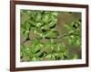 Patagonia, Los Glaciares National Park, Southern Beech Leaves, Argentina-John Warburton-lee-Framed Photographic Print