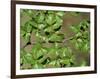 Patagonia, Los Glaciares National Park, Southern Beech Leaves, Argentina-John Warburton-lee-Framed Photographic Print