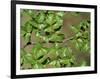 Patagonia, Los Glaciares National Park, Southern Beech Leaves, Argentina-John Warburton-lee-Framed Photographic Print