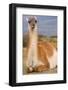 Patagonia, portrait of guanaco, Torres Del Paine-Howie Garber-Framed Photographic Print