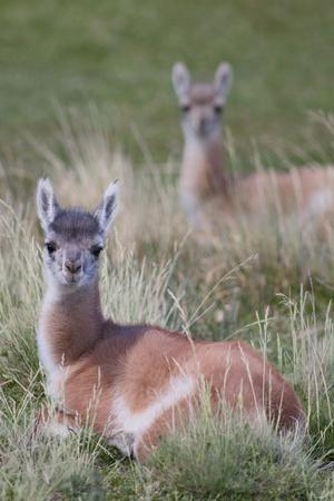 https://imgc.allpostersimages.com/img/posters/patagonia-south-america-two-young-guanacos-called-chulengo_u-L-Q1DGUD10.jpg?artPerspective=n