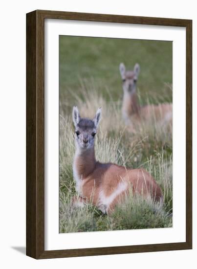 Patagonia, South America. Two young guanacos, called Chulengo.-Karen Ann Sullivan-Framed Photographic Print