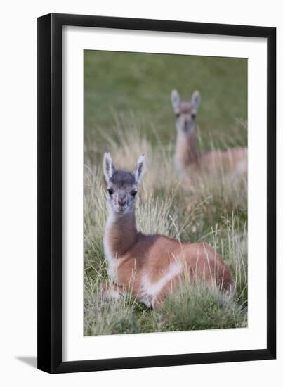 Patagonia, South America. Two young guanacos, called Chulengo.-Karen Ann Sullivan-Framed Photographic Print